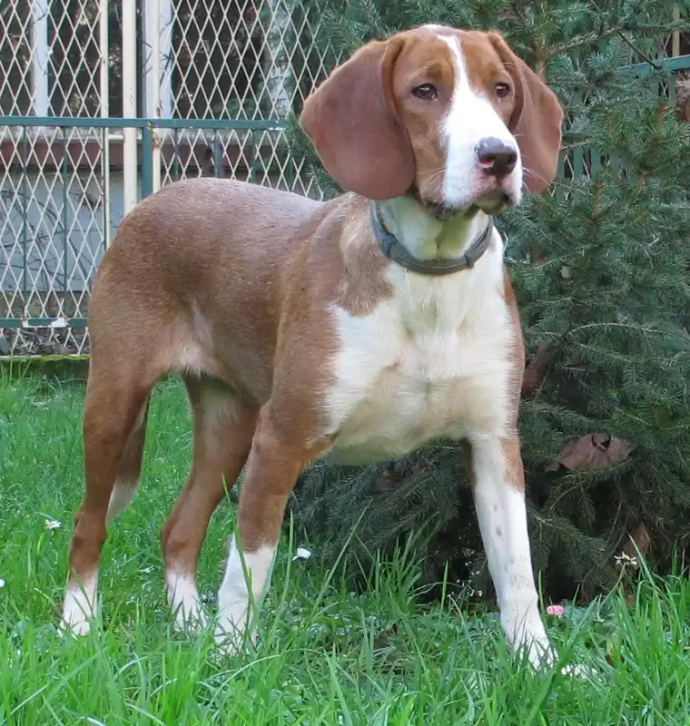 Posavac Hound, a 91% match to Istrian Shorthaired Hound