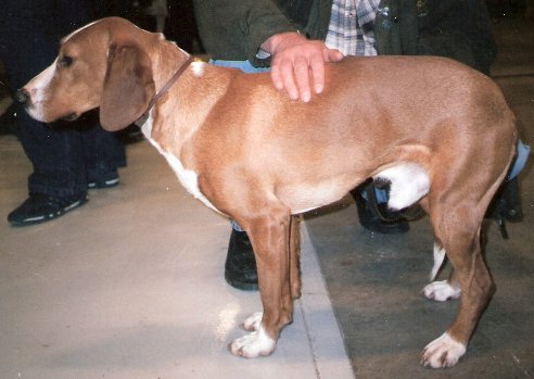 Posavac Hound photo thumbnail 2