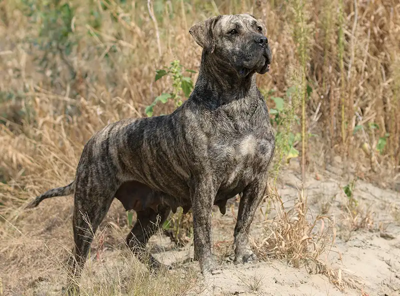 Presa Canario, a 81% match to Neapolitan Mastiff