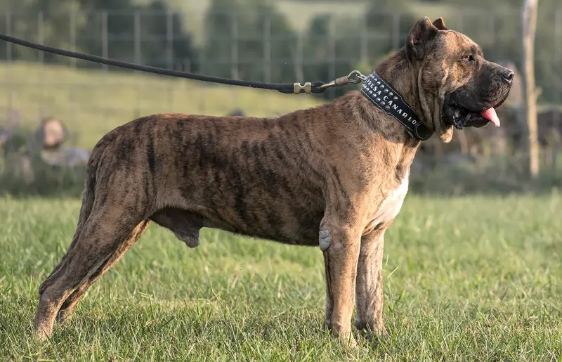 Presa Canario photo thumbnail 3