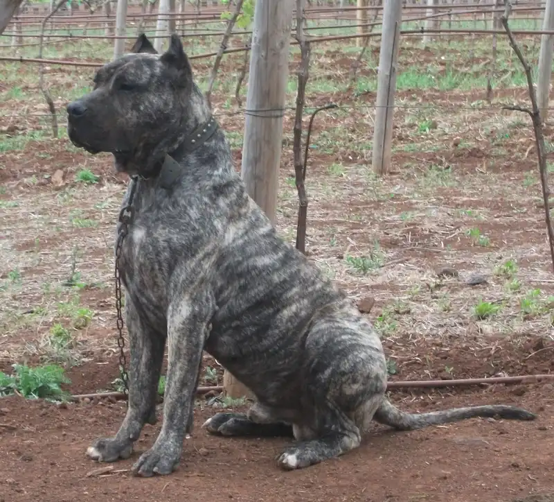 Presa Canario photo thumbnail 4