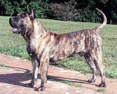 Presa Canario photo thumbnail 5