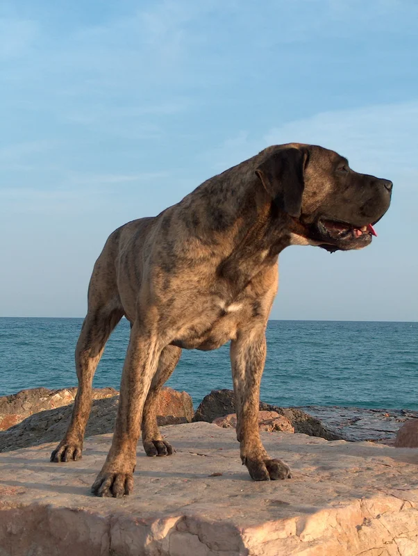 Presa Canario photo thumbnail 6