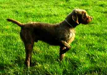 Pudelpointer, a 89% match to English Water Spaniel
