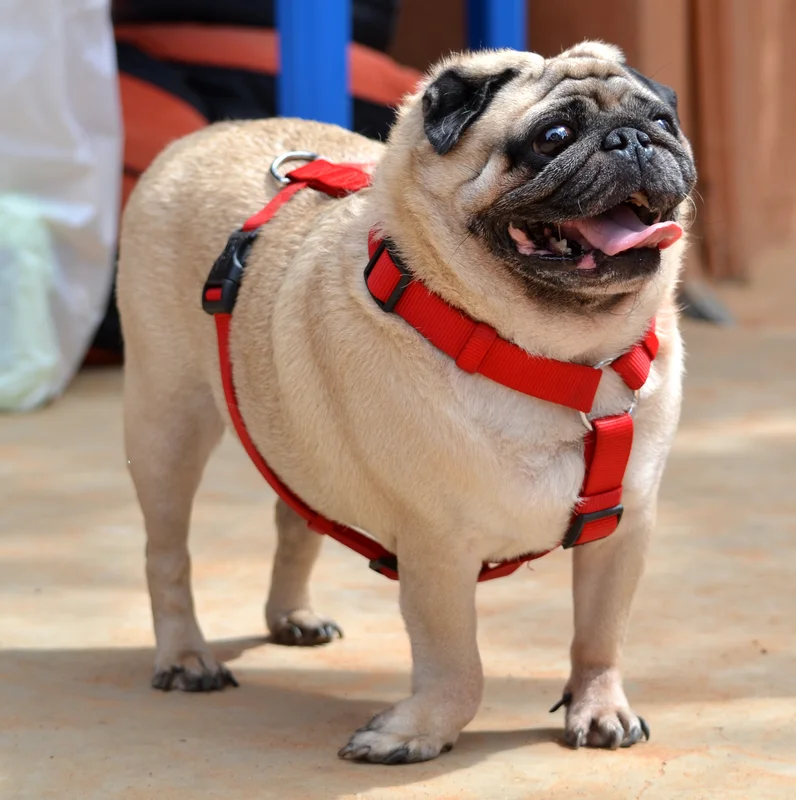 Pug - Toy breed known for being Affectionate and Charming