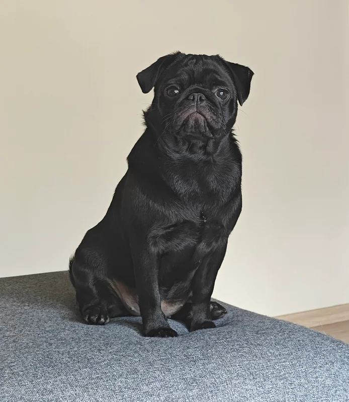 Pug photo thumbnail 3