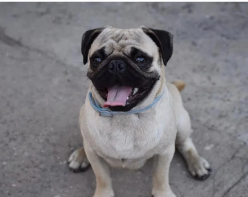 Pug photo thumbnail 4
