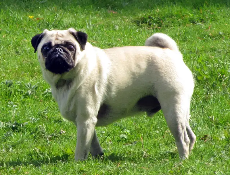 Pug photo thumbnail 5