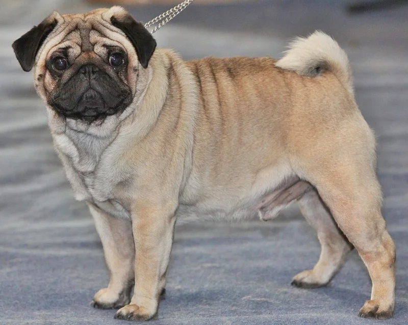 Pug, a 84% match to Chinese Crested Dog