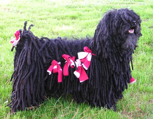 Puli photo thumbnail 1