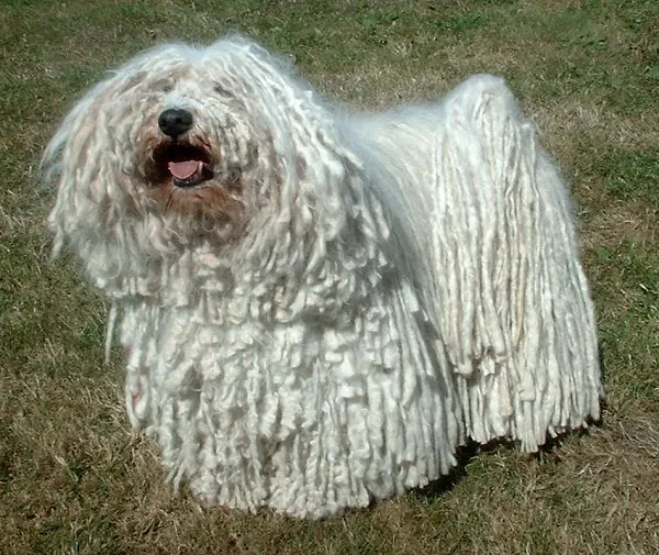Puli photo thumbnail 2