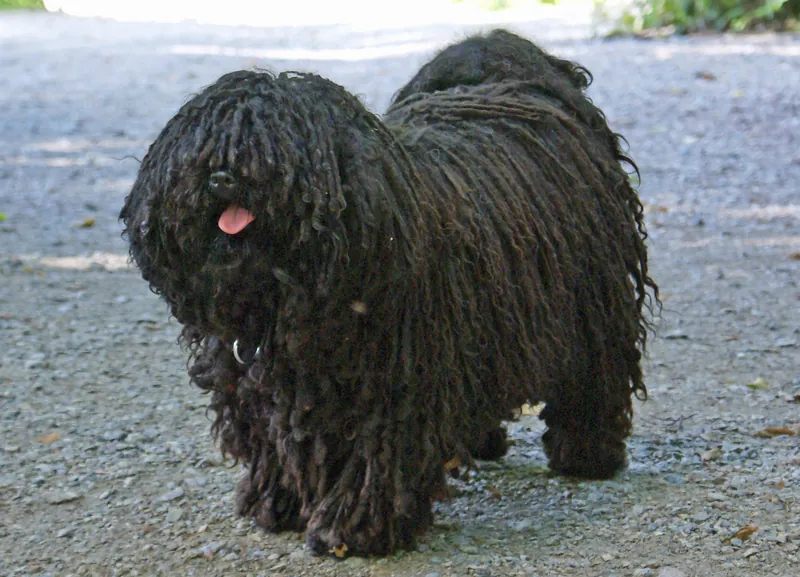 Puli photo thumbnail 3
