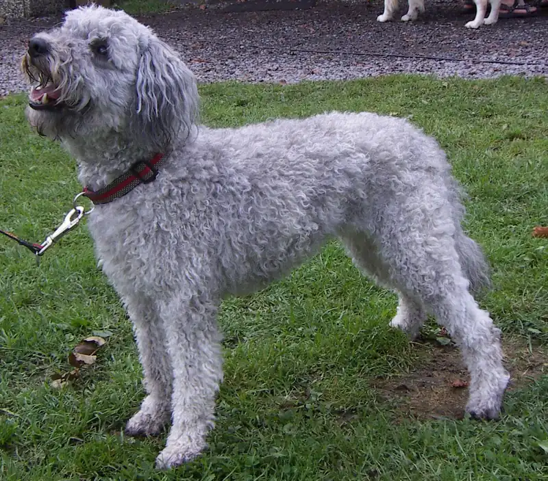 Pumi, a 90% match to Portuguese Sheepdog