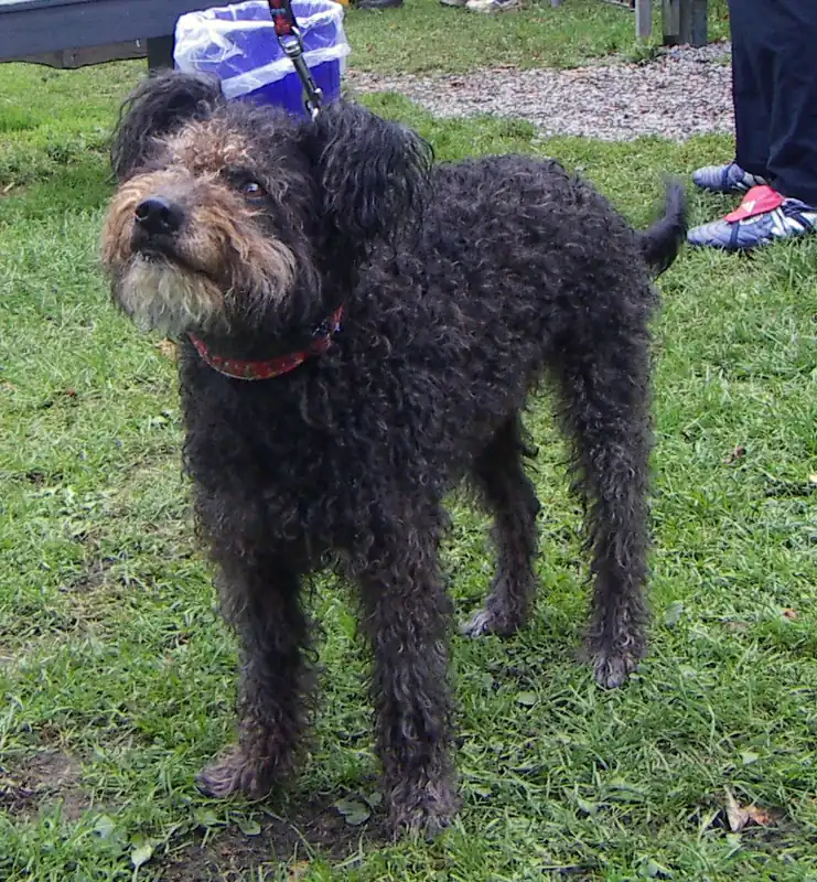 Pumi photo thumbnail 2
