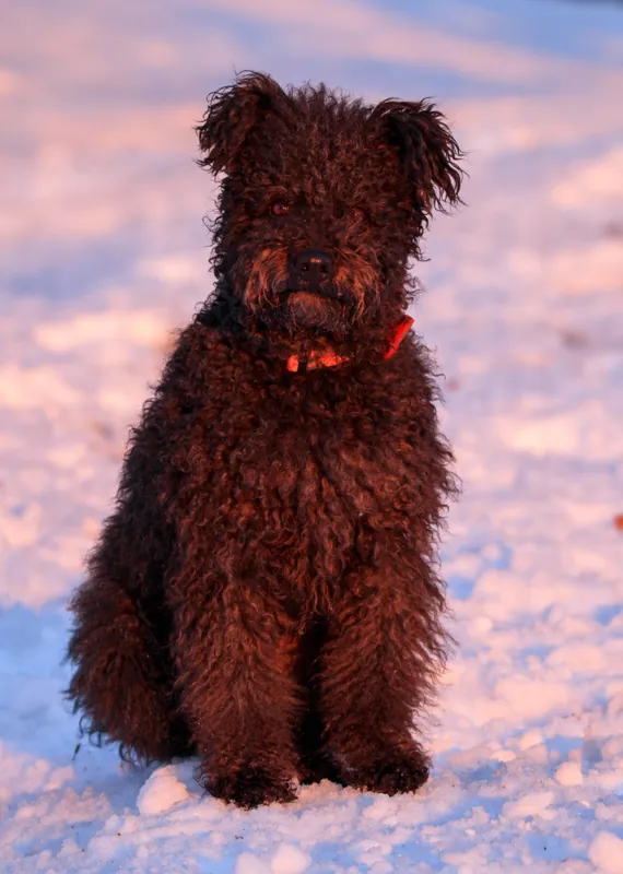 Pumi photo thumbnail 3