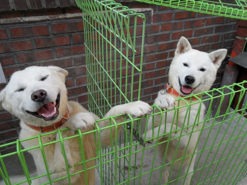 Pungsan, a 87% match to Kamchatka Sled Dog