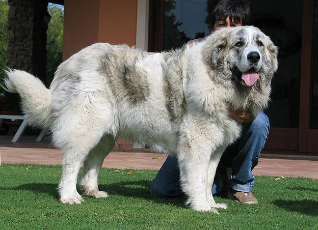 Pyrenean Mastiff - Working breed known for being Calm and Gentle