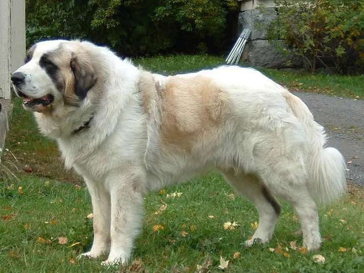 Pyrenean Mastiff photo thumbnail 2