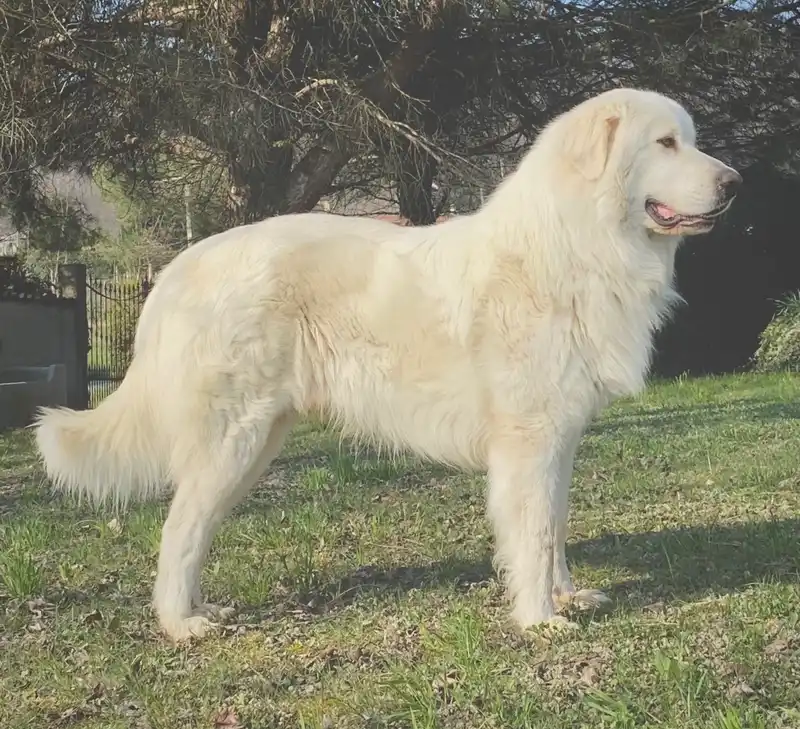 Pyrenean Mountain Dog, a 86% match to Komondor