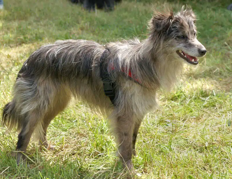 Pyrenean Sheepdog photo thumbnail 1