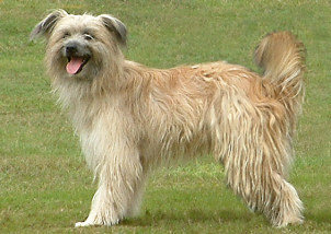 Pyrenean Sheepdog photo thumbnail 2