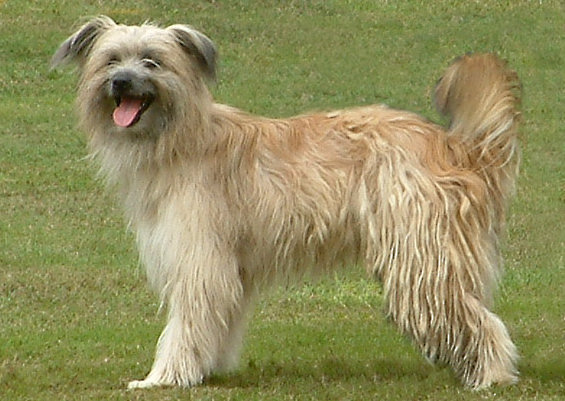 Pyrenean Sheepdog photo thumbnail 3