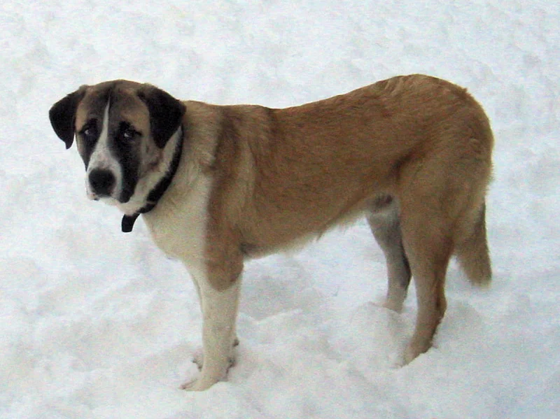 Rafeiro do Alentejo - Mastiff breed known for being Calm and Independent