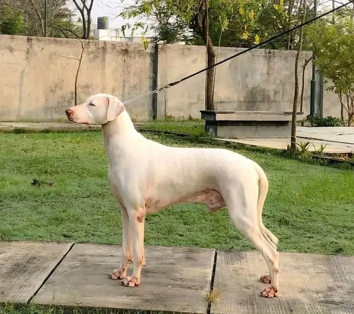 Rajapalayam, a 86% match to Bully Kutta