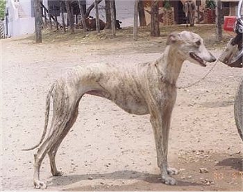 Rampur Greyhound, a 87% match to Westphalian Dachsbracke