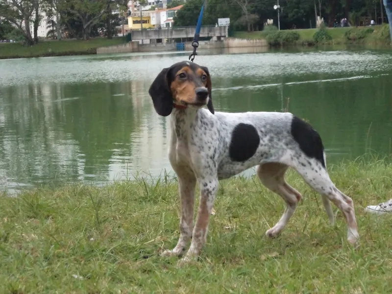 Rastreador Brasileiro, a 85% match to Cordoba Fighting Dog