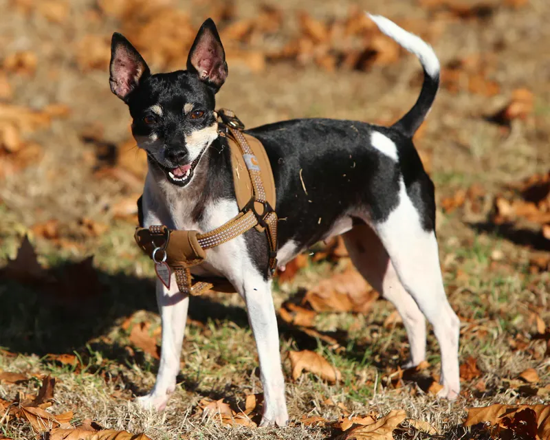 Rat Terrier, a 86% match to Indian Pariah Dog