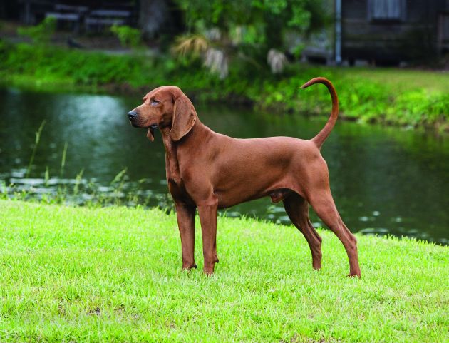 Redbone Coonhound, a 87% match to Bluetick Coonhound