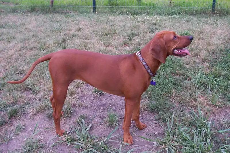 Redbone Coonhound photo thumbnail 4