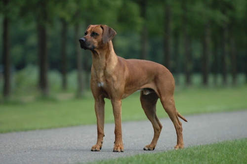 Rhodesian Ridgeback, a 85% match to Afghan Hound