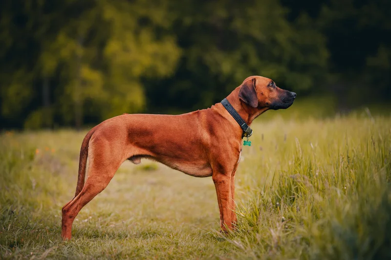 Rhodesian Ridgeback photo thumbnail 2