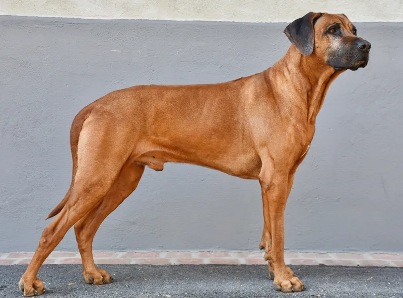 Rhodesian Ridgeback photo thumbnail 3