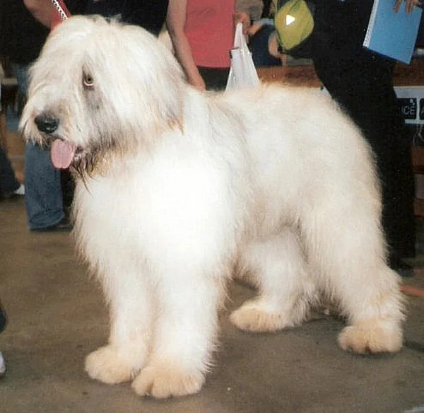 Romanian Mioritic Shepherd Dog, a 89% match to Bac Ha