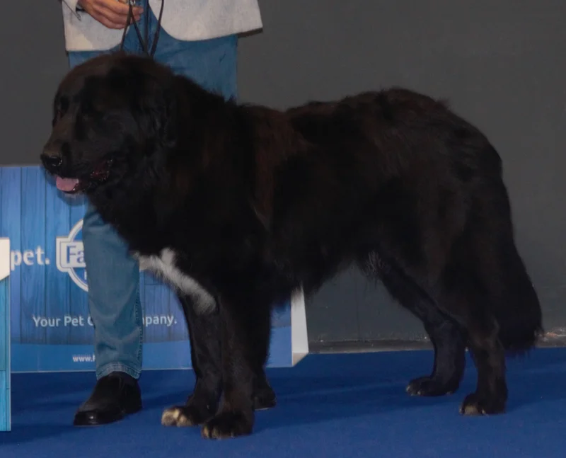Romanian Raven Shepherd Dog, a 89% match to Aidi