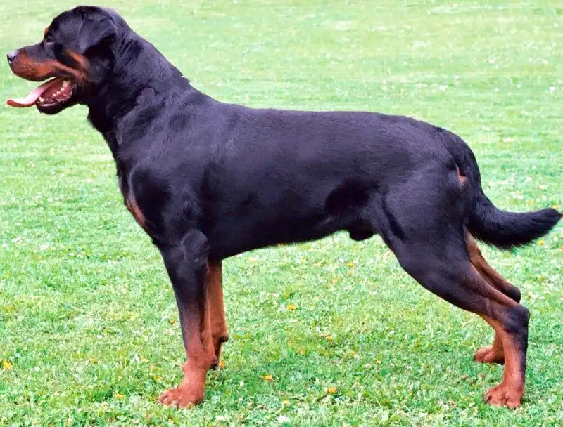 Rottweiler - Working breed known for being Calm and Confident