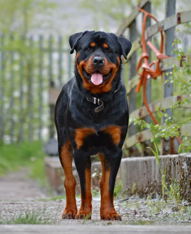 Rottweiler photo thumbnail 3