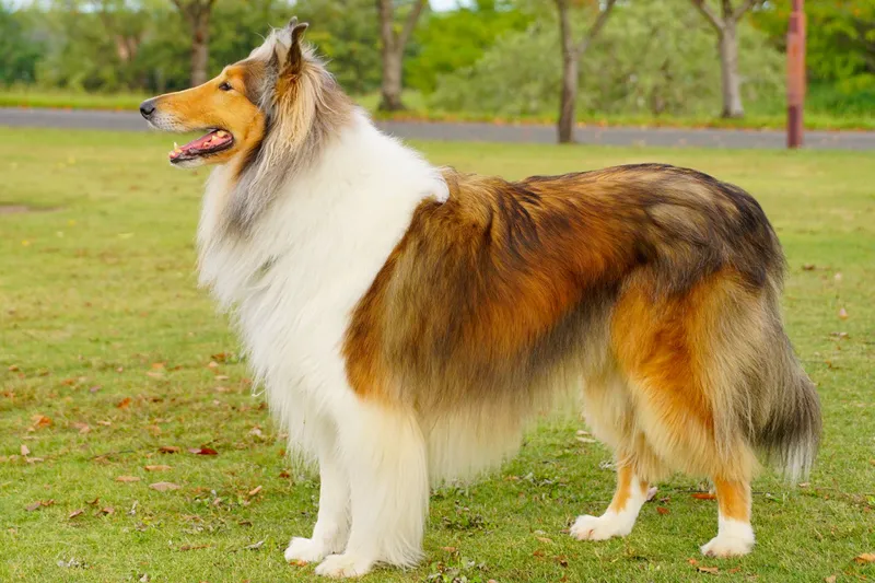 Rough Collie, a 83% match to Shetland Sheepdog