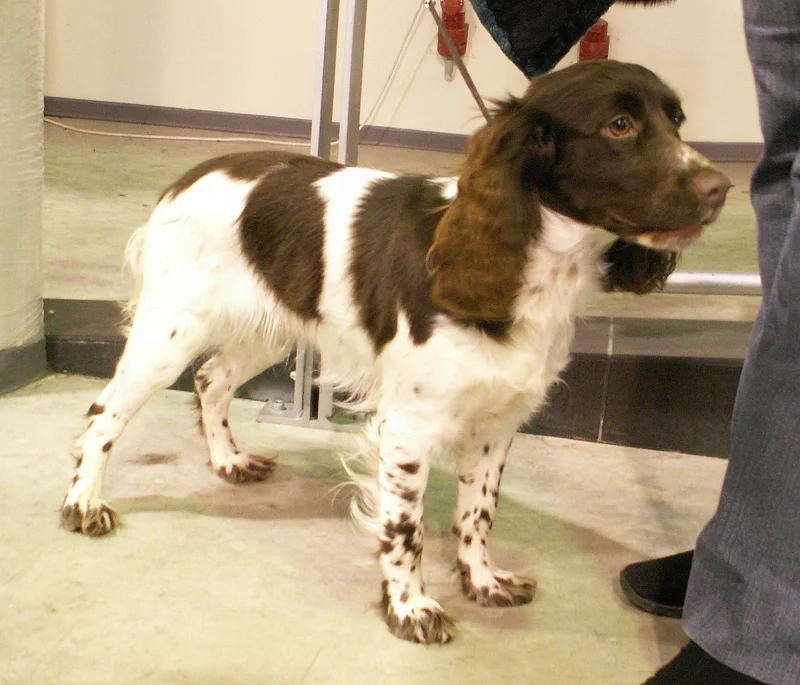 Russian Spaniel, a 85% match to Affenpinscher