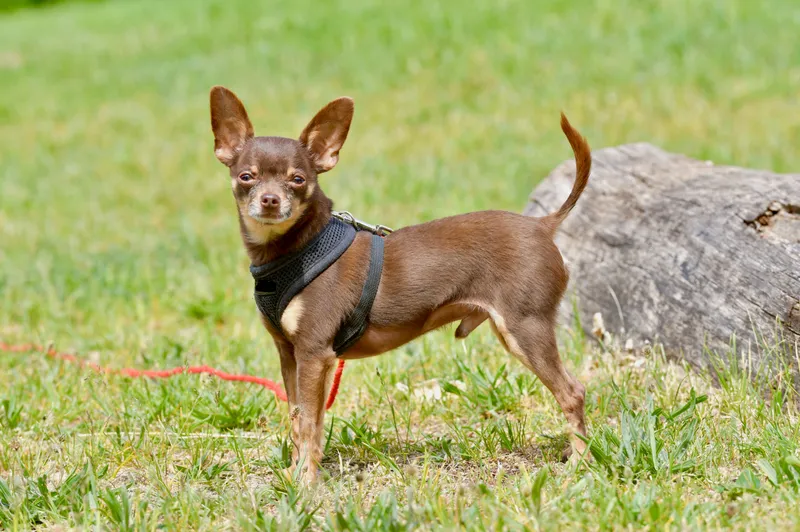 Russkiy Toy Dog Breed Information & Characteristics | Snoutastic