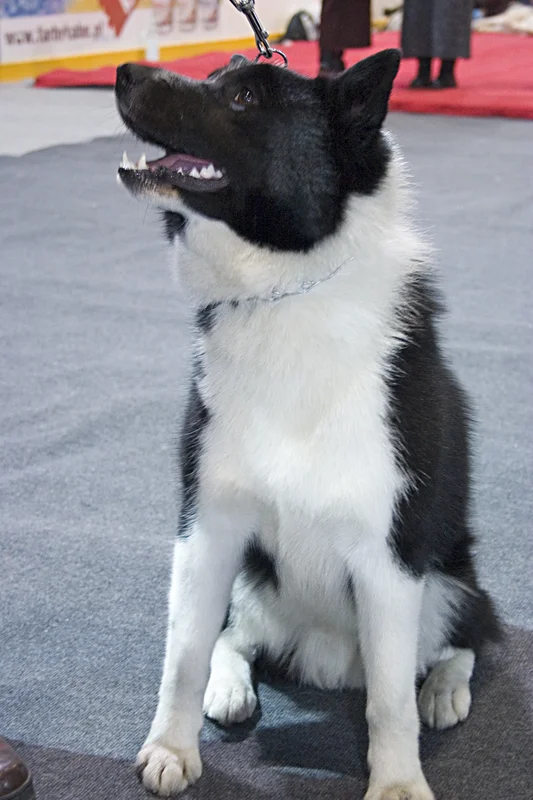 Russo-European Laika photo thumbnail 1