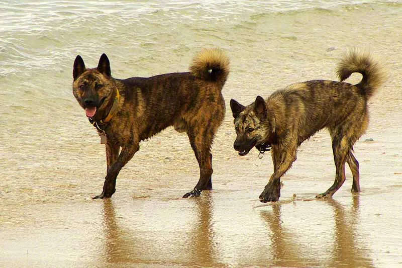 Ryukyu, a 86% match to Karelian Bear Dog