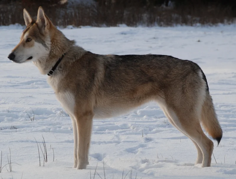 Saarloos Wolfdog, a 83% match to Greenland Dog