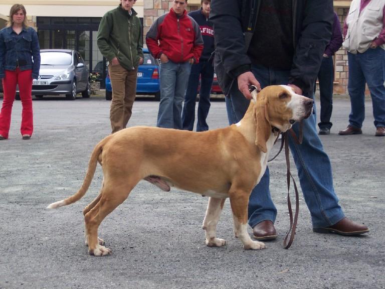 Sabueso Español, a 81% match to Cordoba Fighting Dog
