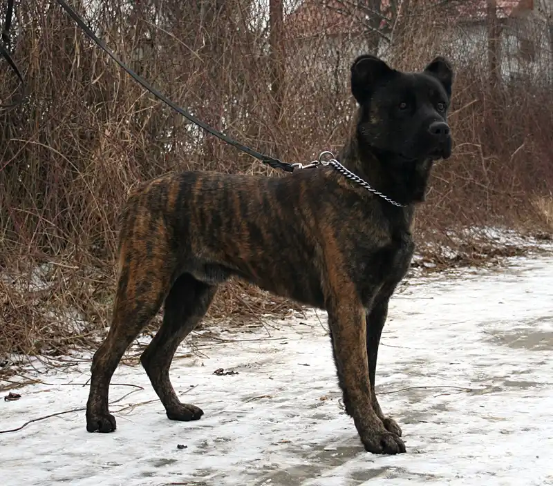 Cão Fila de São Miguel, a 86% match to Alano Español