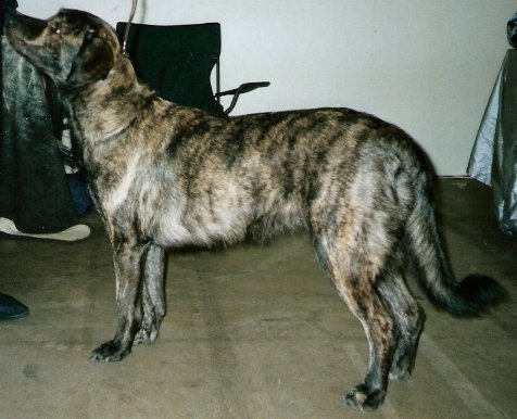 Cão Fila de São Miguel photo thumbnail 4