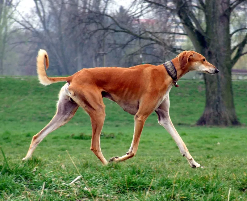 Saluki, a 81% match to Borzoi